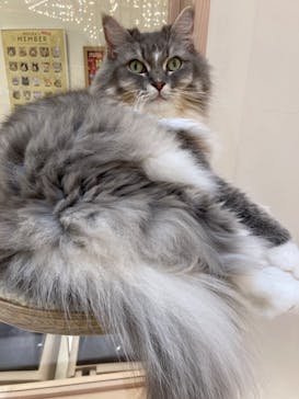 猫カフェモカ　イオンモール幕張新都心店に投稿された画像（2025/11/12）