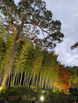 国営昭和記念公園 秋の夜散歩に投稿された画像（2025/11/12）