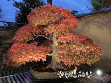 国営昭和記念公園 秋の夜散歩に投稿された画像（2025/11/12）