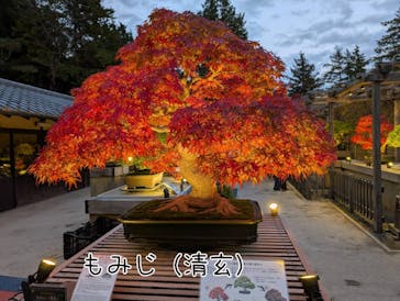 国営昭和記念公園 秋の夜散歩に投稿された画像（2025/11/12）