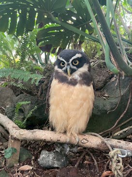 伊豆シャボテン動物公園に投稿された画像（2025/11/12）