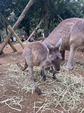 伊豆シャボテン動物公園に投稿された画像（2025/11/12）