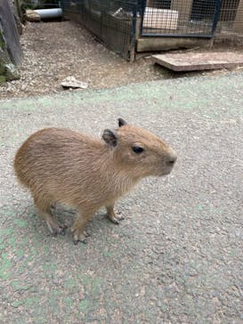 伊豆シャボテン動物公園に投稿された画像（2025/11/12）