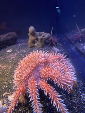 新江ノ島水族館に投稿された画像（2025/11/12）