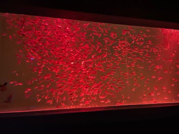 のとじま水族館に投稿された画像（2025/11/12）