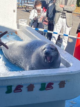 のとじま水族館に投稿された画像（2025/11/12）