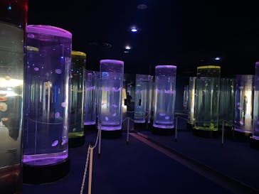 のとじま水族館に投稿された画像（2025/11/12）