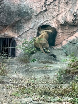 名古屋市東山動植物園に投稿された画像（2025/11/12）