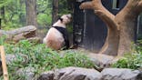 恩賜上野動物園に投稿された画像（2025/11/12）