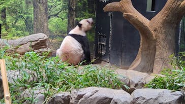恩賜上野動物園に投稿された画像（2025/11/12）