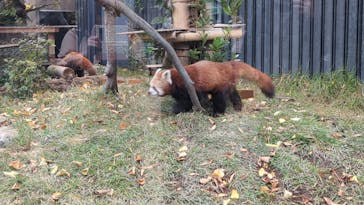 恩賜上野動物園に投稿された画像（2025/11/12）