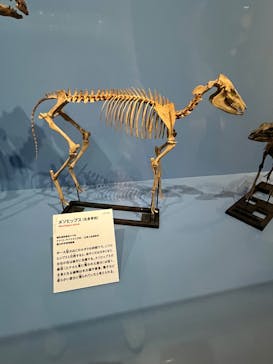 印象派オルセー展×大絶滅展に投稿された画像（2025/11/12）