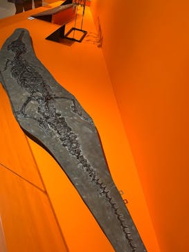 特別展「大絶滅展―生命史のビッグファイブ」に投稿された画像（2025/11/12）