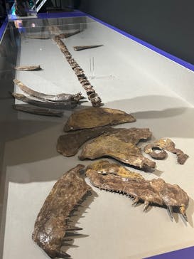 特別展「大絶滅展―生命史のビッグファイブ」に投稿された画像（2025/11/12）