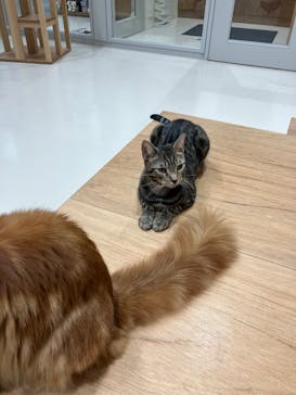 Cat Café MOFF イオンモール熊本店に投稿された画像（2025/11/12）