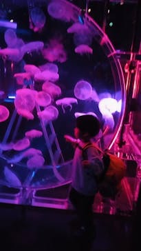 マクセル アクアパーク品川に投稿された画像（2025/11/12）