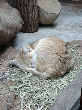 那須どうぶつ王国に投稿された画像（2025/11/12）