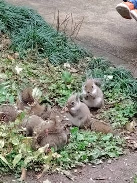 那須どうぶつ王国に投稿された画像（2025/11/12）