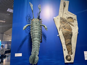 特別展「大絶滅展―生命史のビッグファイブ」に投稿された画像（2025/11/12）