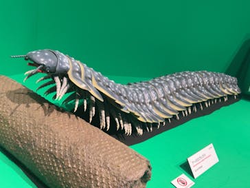 特別展「大絶滅展―生命史のビッグファイブ」に投稿された画像（2025/11/12）