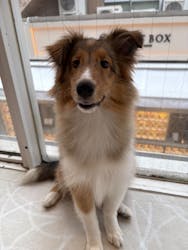 いぬカフェRio 原宿竹下通り店に投稿された画像（2025/11/12）