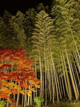 国営昭和記念公園 秋の夜散歩に投稿された画像（2025/11/12）