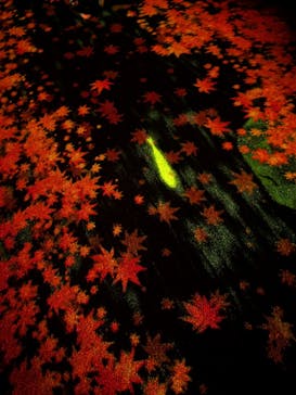 国営昭和記念公園 秋の夜散歩に投稿された画像（2025/11/12）