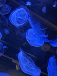 竹島水族館に投稿された画像（2025/11/12）