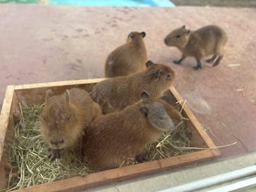 竹島水族館に投稿された画像（2025/11/12）