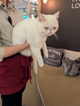 猫カフェモカ　池袋東口店に投稿された画像（2025/11/13）