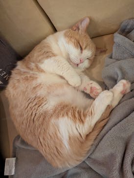 猫カフェモカ　池袋東口店に投稿された画像（2025/11/13）