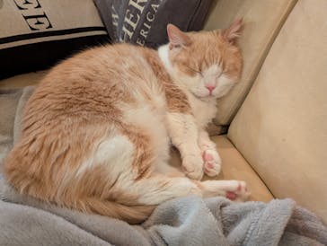 猫カフェモカ　池袋東口店に投稿された画像（2025/11/13）