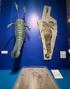 特別展「大絶滅展―生命史のビッグファイブ」に投稿された画像（2025/11/13）