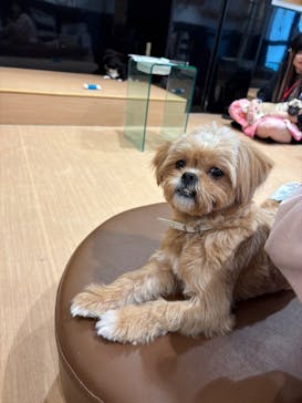 ぶさかわcafe 京都河原町店に投稿された画像（2025/11/13）