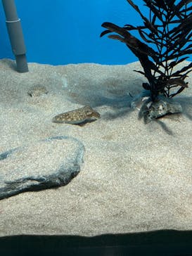 名古屋港水族館に投稿された画像（2025/11/13）