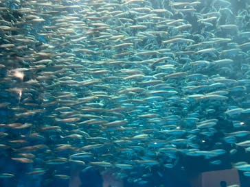 名古屋港水族館に投稿された画像（2025/11/13）