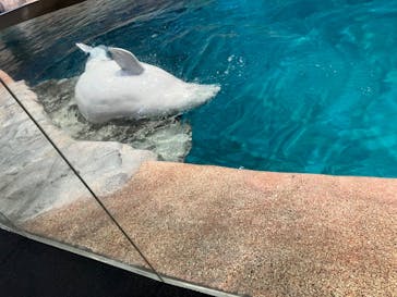 名古屋港水族館に投稿された画像（2025/11/13）