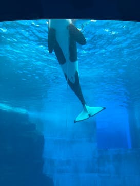 名古屋港水族館に投稿された画像（2025/11/13）