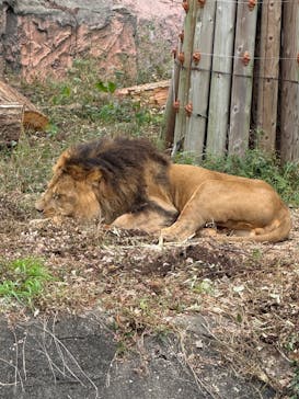 名古屋市東山動植物園に投稿された画像（2025/11/13）