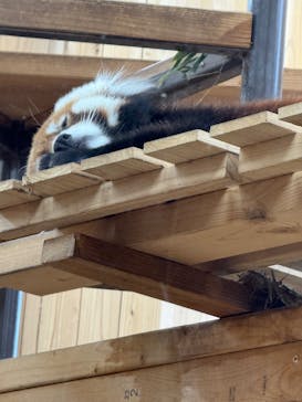 名古屋市東山動植物園に投稿された画像（2025/11/13）