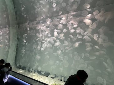 アクアワールド茨城県大洗水族館に投稿された画像（2025/11/13）