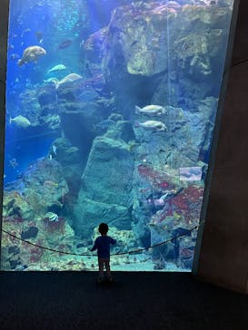 大分マリーンパレス水族館 「うみたまご」に投稿された画像（2025/11/13）