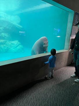 大分マリーンパレス水族館 「うみたまご」に投稿された画像（2025/11/13）