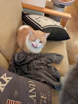 猫カフェモカ　池袋東口店に投稿された画像（2025/11/13）