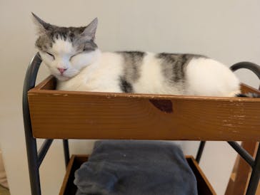 猫カフェモカ　池袋東口店に投稿された画像（2025/11/13）