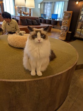 猫カフェモカ　池袋東口店に投稿された画像（2025/11/13）
