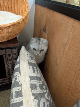 猫カフェモカ　池袋東口店に投稿された画像（2025/11/13）