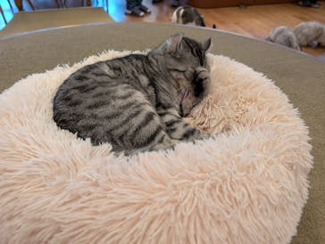 猫カフェモカ　池袋東口店に投稿された画像（2025/11/13）