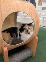 猫カフェモカ イオンモール神戸北店に投稿された画像（2025/11/13）