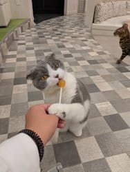 猫カフェモカ イオンモール神戸北店に投稿された画像（2025/11/13）